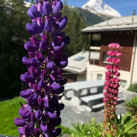 Alsuki Apartament Zermatt